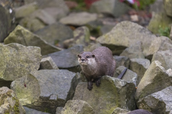 One oriental small-clawed otter or Asian small-clawed otter (Aonyx cinerea), sitting on a rock in the shadow
