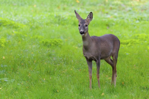 A female roe deer (Capreolus capreolus) stands in a green meadow on a cloudy day