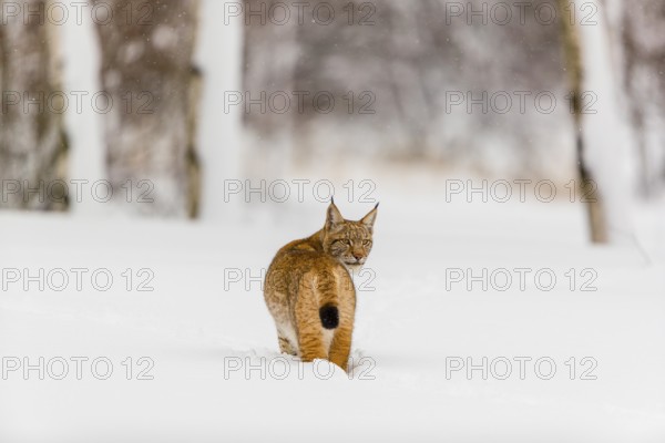 One young male Eurasian lynx, (Lynx lynx), walking over a deep snow covered meadow with a forest in the background