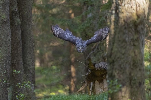 One great grey owl (Strix nebulosa) flying through a forest