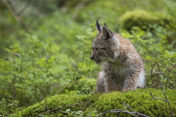 One young (10 weeks old) male Eurasian lynx, (Lynx lynx), resting on a mossy rock on the forest floor. Backlit condition