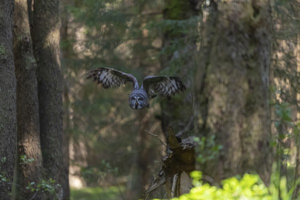 One great grey owl (Strix nebulosa) flying through a forest