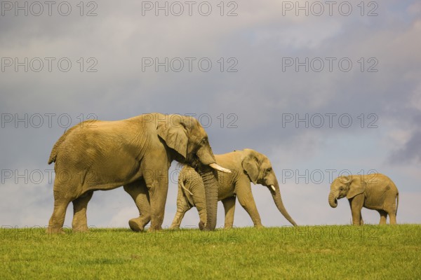 Two adult African elephants (Loxodonta africana) and a juvenile crossing a meadow