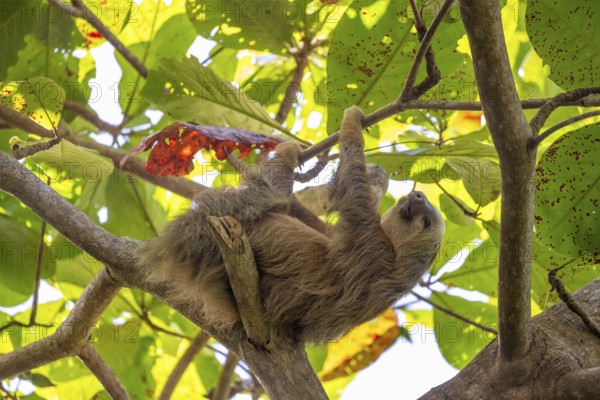 Hoffmann's two-fingered sloth (Choloepus hoffmanni) on a branch, Cahuita National Park, Costa Rica, Central America