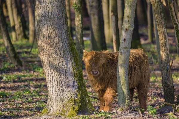 One Highland calf (Bos primigenius) taurus) stands in a forest