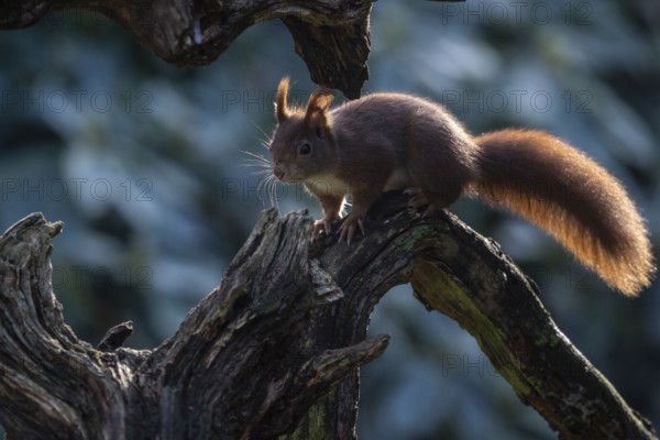 Squirrel (Sciurus vulgaris), Emsland, Lower Saxony, Germany, Europe