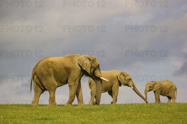 Two adult African elephants (Loxodonta africana) and a juvenile crossing a meadow