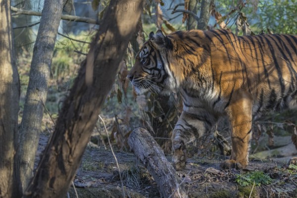 One Sumatran tiger (Panthera tigris sondaica, syn. Panthera tigris sumatrae) walking through dense vegetation