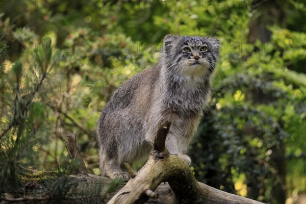 Manul (Otocolobus manul), Pallas's cat, adult, alert, on tree trunk