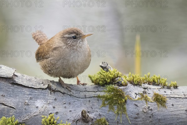 Wren (Troglodytes troglodytes) sitting on a moss-covered branch. Peace and closeness to nature, Hesse, Germany, Europe