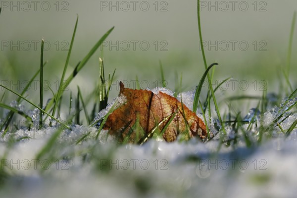 Late autumn, November, Germany, Europe