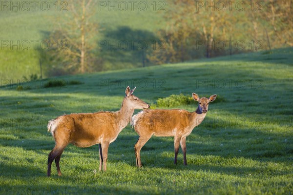 Two female Altai maral, Altai wapiti or Altai elk (Cervus canadensis sibiricus) stand on a meadow in the first light of the day