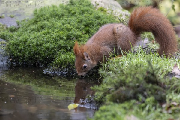 Squirrel (Sciurus vulgaris), drinking, Emsland, Lower Saxony, Germany, Europe