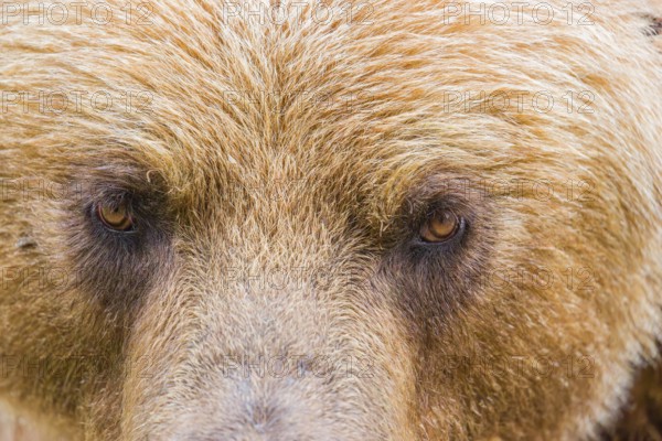 Portrait of a Kamchatka brown bear (Ursus arctos piscator)