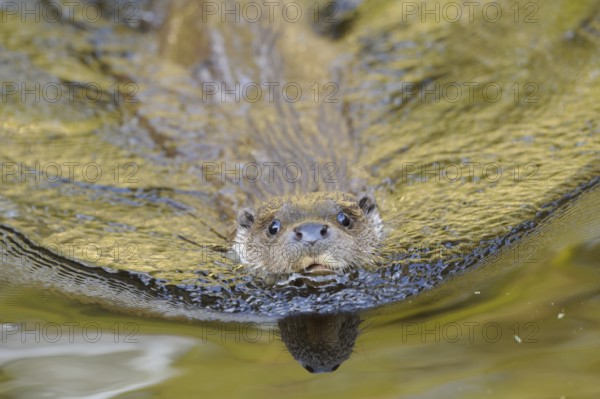 Otter swimming with focussed gaze, European otter (Lutra lutra), Bavaria