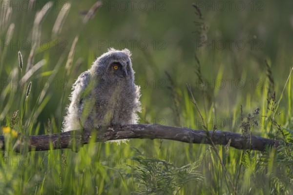 One young long-eared owl (Asio otus), sitting on a branch that is lying in a meadow. Green vegetation in the background. Backlit scene