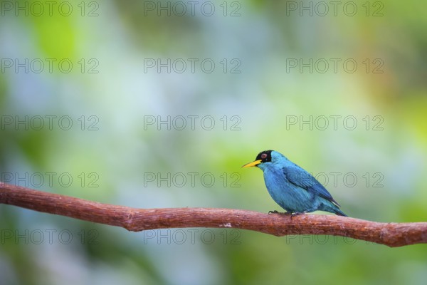 Green honycreeper (Chlorphanes spiza), Tangare (Thraupidae), Alajuela, Costa Rica, Central America