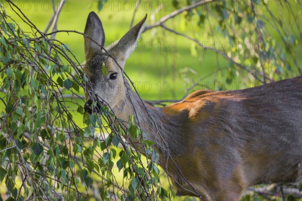 A female roe deer (Capreolus capreolus) eats fresh leaves from a tree