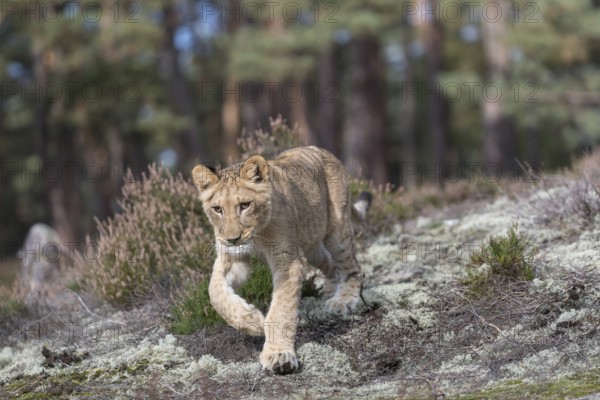 One female young lion (Panthera leo) running at a forest edge. Green vegetation in the background