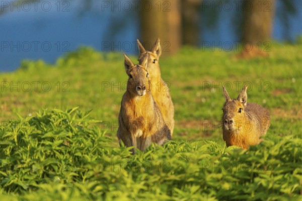 Three Patagonian maras (Dolichotis patagonum) stand on a meadow in early morning light