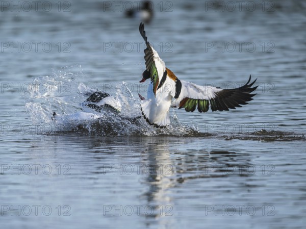 Common Shelduck, Tadorna tadorna, birds in fight over winter marshes