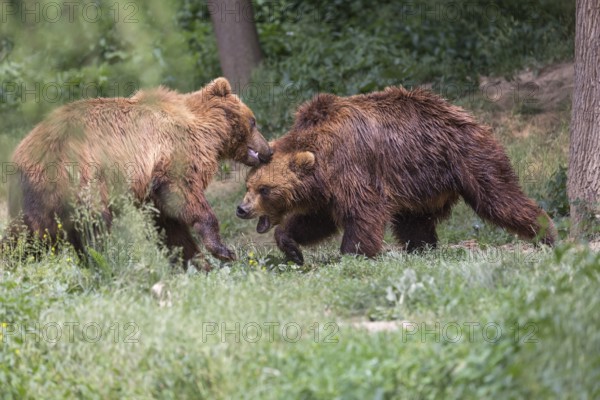 Two Kamchatka brown bear (Ursus arctos piscator), play fighting in a forest. Some green vegetation in the background