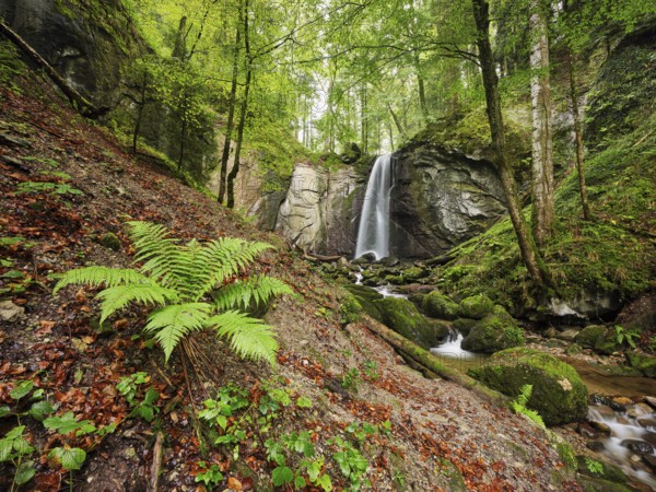 Waterfall, Finstersee, fern in the foreground, Canton Zug, Switzerland, Europe