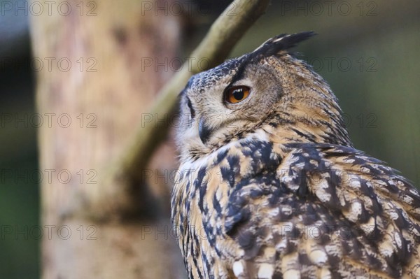 Eurasian Eagle-Owl (Bubo bubo) portrait in a forest, Bavaria, Germany, Europe