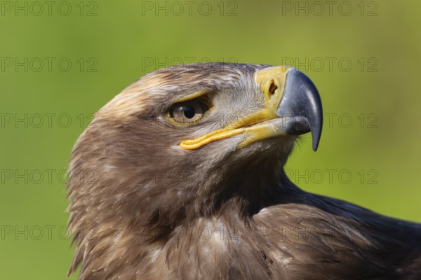 Steppe eagle (Aquila nipalensis) adult bird of prey head portrait, England, United Kingdom - Captive