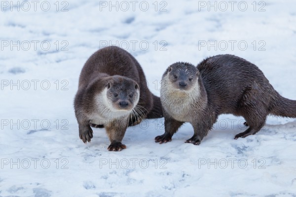 On a sunny day two otters (Lutra lutra) run across the snow-covered frozen river