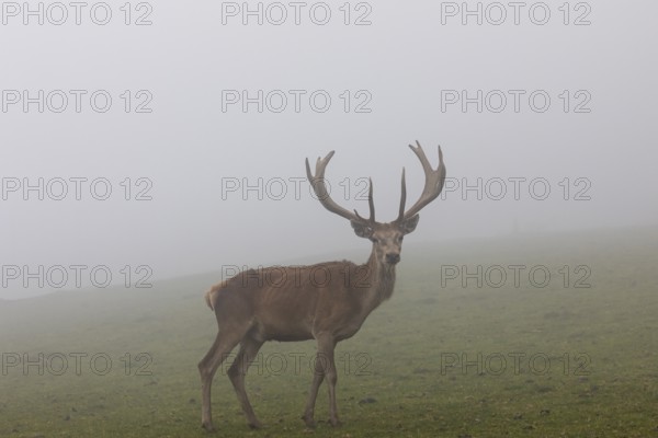 One Red Deer stag (Cervus elaphus) standing on a meadow in dense fog