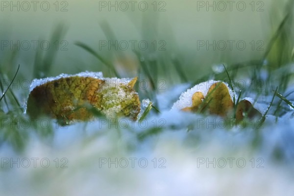 Late autumn, November, Germany, Europe