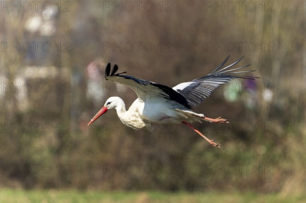 A stork in flight over a blurred landscape with trees in the background, white stork (Ciconia ciconia), wildlife, Germany, Europe