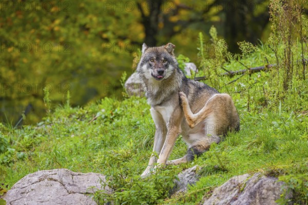 An adult male eurasian gray wolf (Canis lupus lupus) sits on a green meadow on hilly terrain, grooming himself