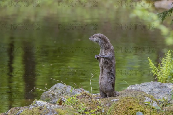 One Eurasian otter (Lutra lutra), standing tall on a mossy rock, watching something. Green water reflections in the background