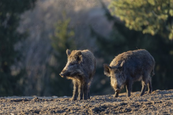 Two wild boar or wild pig (Sus scrofa) searching for food on an opening. Early morning light