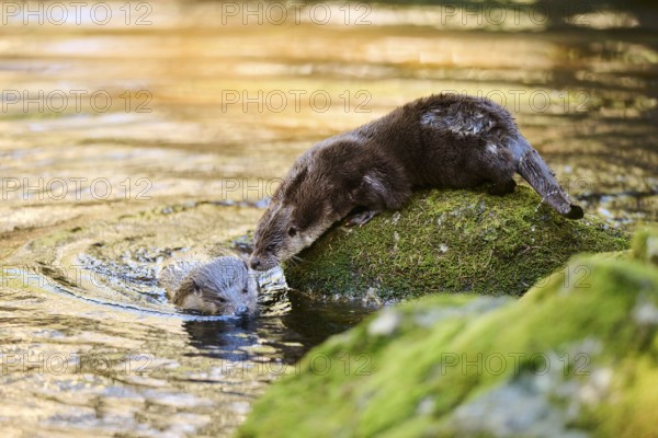 Eurasian otter (Lutra lutra) playing on the shore of a little lake in the bavarian forest, Bavaria, Germany, Europe