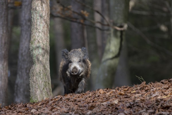 Wild boar (Sus scrofa), overrunner, Daun, Germany, Europe