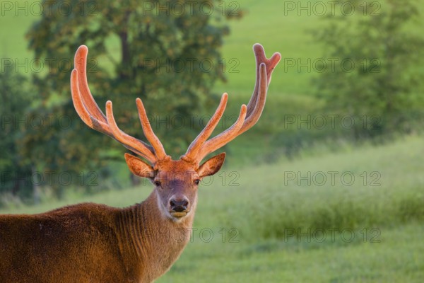 Portrait of an Altai maral stag, Altai wapiti or Altai elk (Cervus canadensis sibiricus) in the first light of the day. The antlers shine in that light