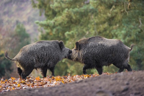 Two wild boar or wild pig (Sus scrofa) fight on an opening