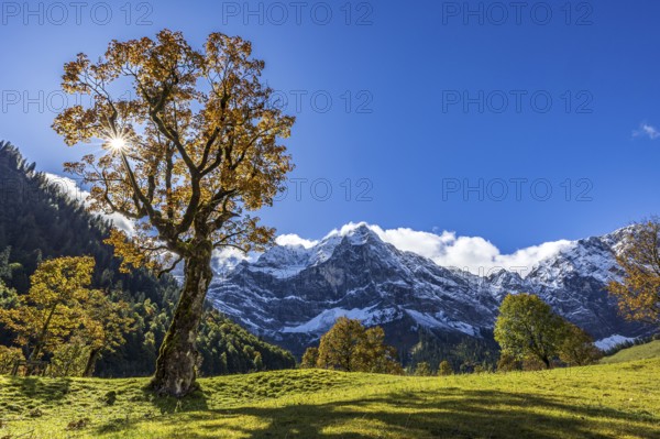 Maple tree in front of snow-covered mountains, sunbeams, backlight, autumn colours, sunny, Engalm, Großer Ahornboden, Karwendel Mountains, Tyrol, Austria, Europe