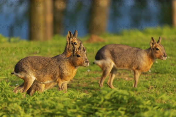 Three Patagonian maras (Dolichotis patagonum) stand on a meadow in early morning light