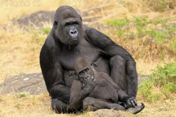 Western gorilla (Gorilla gorilla), adult, female, with young, sitting, on ground