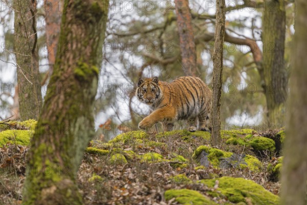 One young female Siberian Tiger, Panthera tigris altaica, walking between rocks in a forest