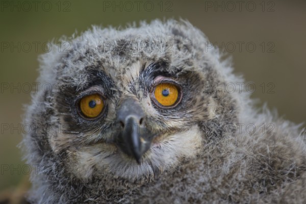 Portrait of an juvenile Eurasian Eagle Owl, Bubo bubo. Green vegetation in the background