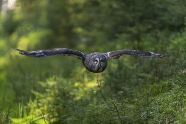 One great grey owl (Strix nebulosa) flying through a forest