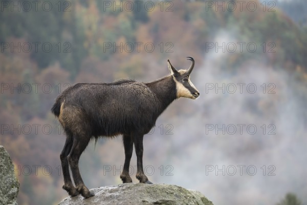 One chamois standing on rocks, autumnal colors of a forest in the distant background