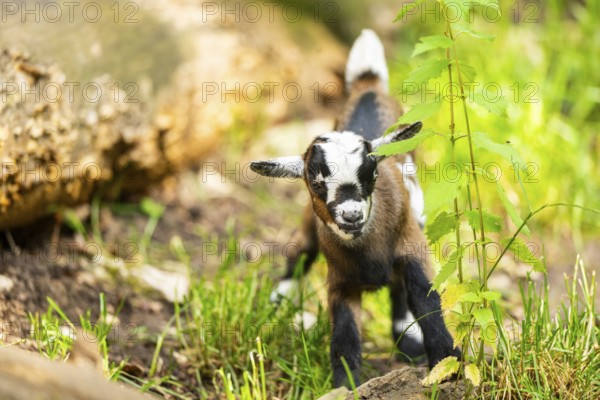 Close-up of domestic goat (Capra aegagrus hircus) youngster on a meadow, Bavaria, Germany, Europe