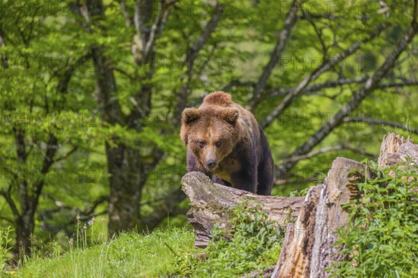 A young male Eurasian brown bear (Ursus arctos arctos) stands on a hill behind a rotten log