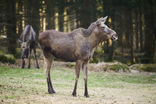 Elk (Alces alces) standing on a meadow on the edge of a forest, Bavaria, Germany, Europe